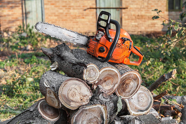 Trusted Mount Oliver, PA Tree Service Experts